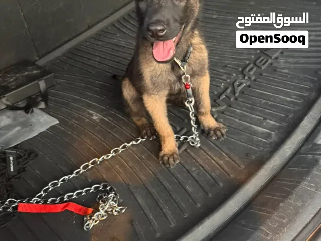 كلب مالينوا