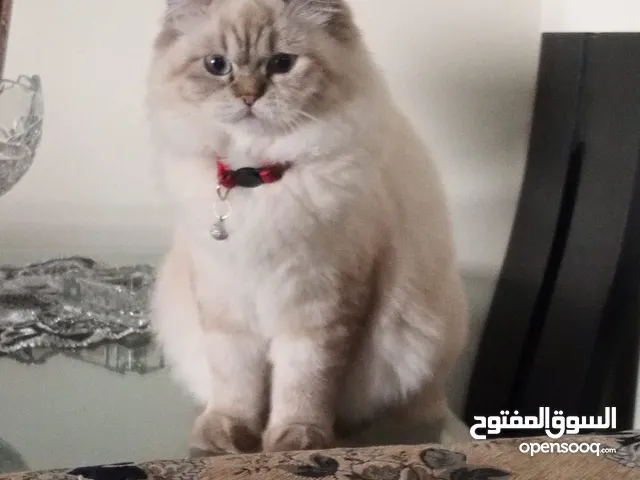 قطتين اناثي للتبني مع الملحقات الخاصة بهم (الاتصال للجادين فقط ويخاف ربنا فيهم)