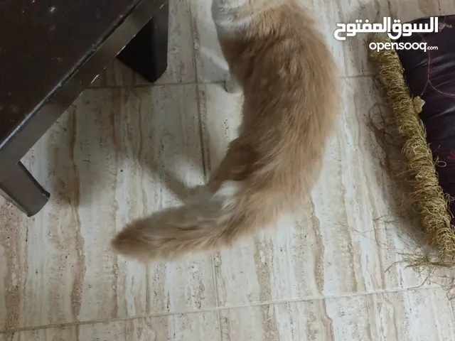 قط ذكر شيرازي مكس