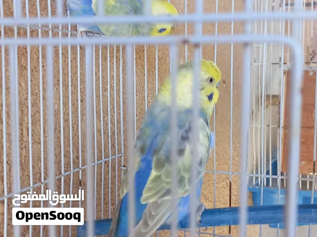 3كوبيات رينبو