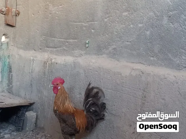 دجاجه وديج عرب تربيه بيت