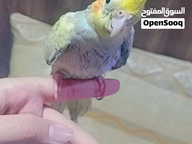 السلام.عليكم.كوكتيل.بيرل.ذكر.عمره.3. اشهر.او.نص.انتاجي.مال. بيت. اليف. طينه