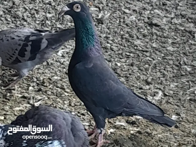 متاح طيره مراسليه شغاله ومكفوله خلصت جديد