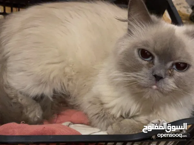 قط هملايا للبيع في الاردن