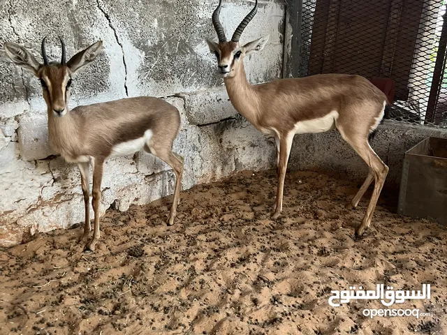 غزال الريم مروض حضيرة