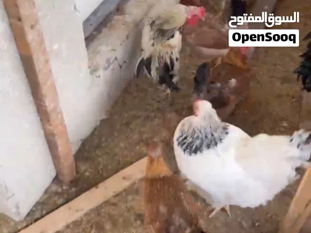 دجاج زينه البصرة دجاج عرب