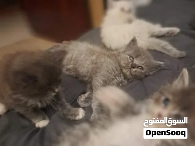 قطط للبيع شيرازي برتش