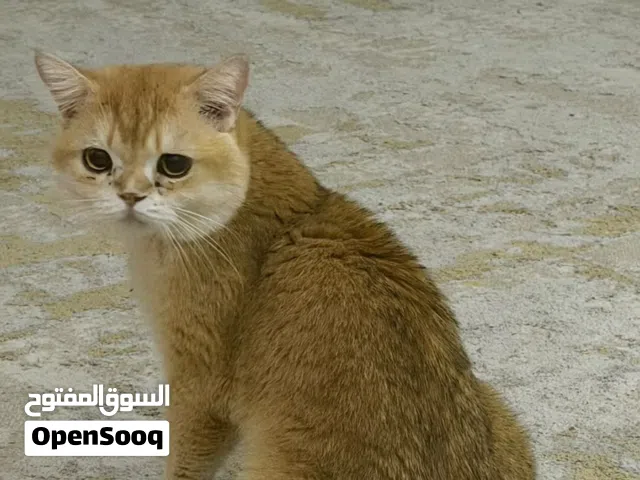 بريتش جولدن ny12