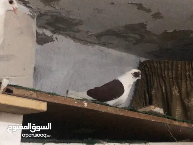 حمام للبيع بربريسي.