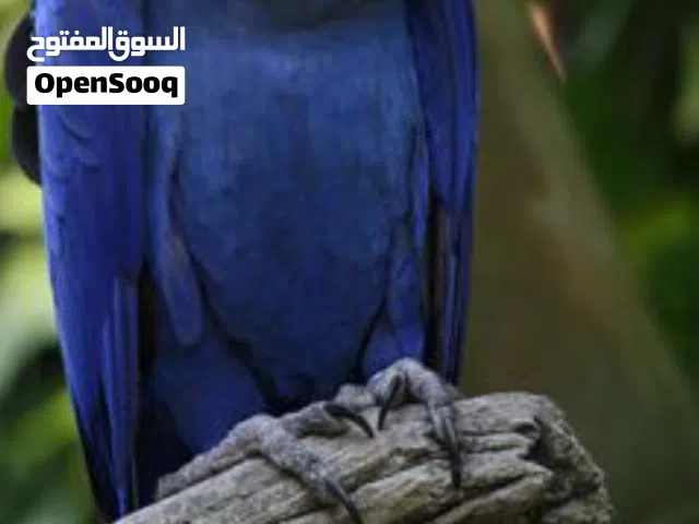 مطلوب ببغوات متكلمه من جميع الأنواع