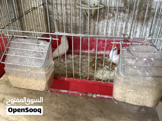 مجموعه عصافير