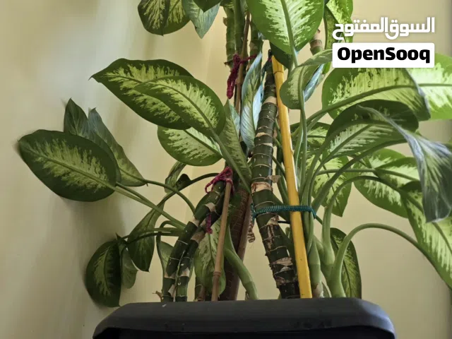 Massive 9ft Tall Healthy Dieffenbachia(Dumb Cane) Indoor Plant with Pot