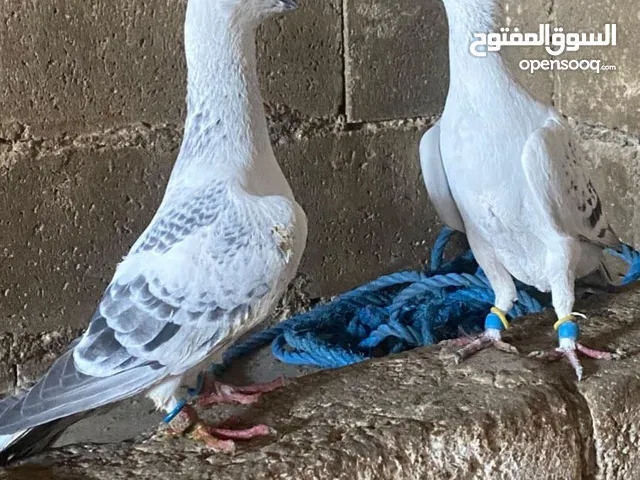 جوز بواز شفر شغال قاعد علا بيض للبيع ما شاالله عليه الذكر نار للبيع الجوز بدهوش شرح الجوز شوف بعينك