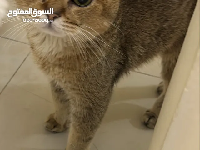 قطط سكوتش ذكرين وأنثى