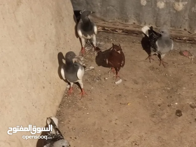 6فرخ نوريات بوز ويهوديات زرق ومزهوارات كتف