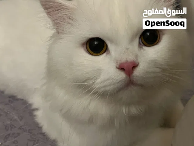 White Male Persian Cat for Adoption (Only in Salalah)