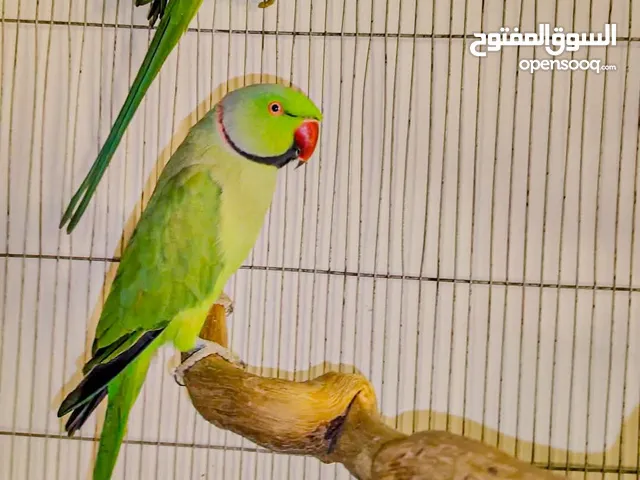 قص دره هندى تفريخ مصرى شغال متكلمين