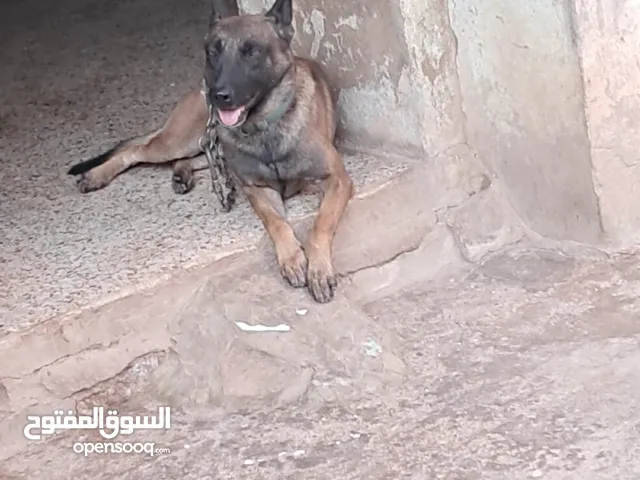 كلب تاع مالينوا تاع حراسة مدريسي  مهتم يبعث