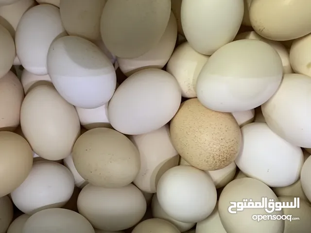 بيع بيض عماني مخصب لتفقيش