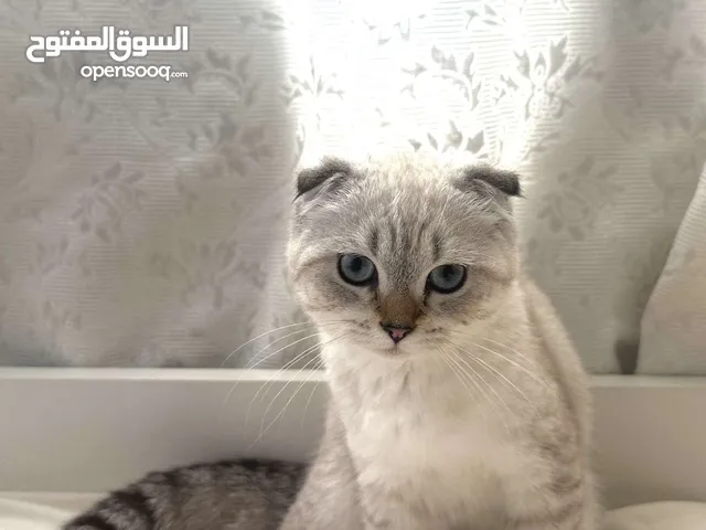 ثلاث قطط مكس سكوتش فولد و تركش انجورا السعر للكل مع الاغراض