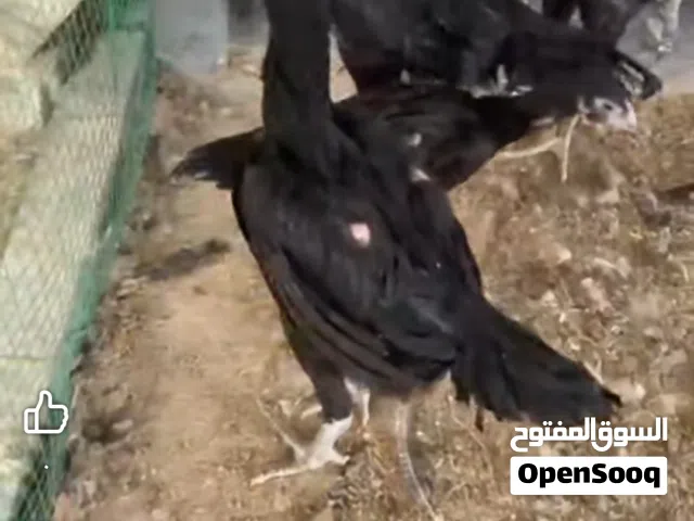 متاح مخاليف هراتي ديجين و داججتين