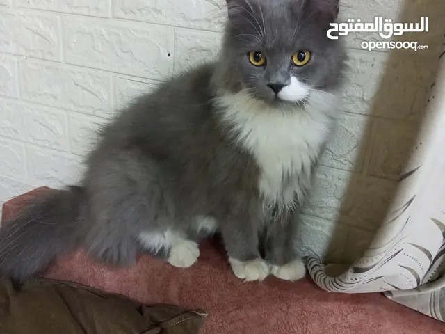 بزون سكوت مطعم ببيض فحل