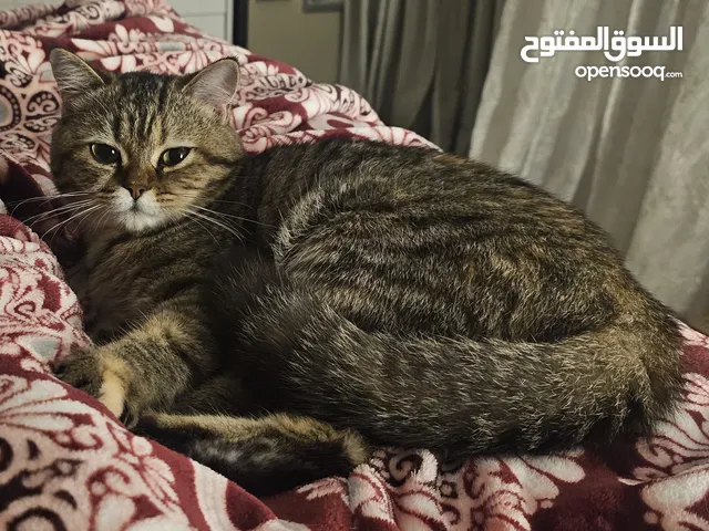 سكوتش ستريت مكس شانشيلا انثى