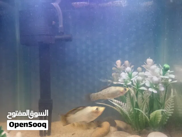 حوض + سمك مولي + قابل للتفاوض