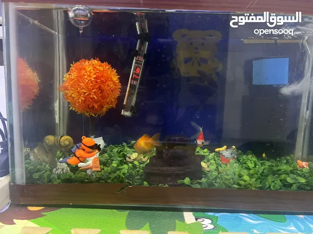 حوض سمك ومستلزماته