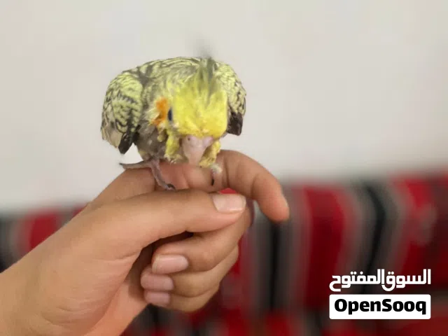 متاح كوكتيل ازبيل