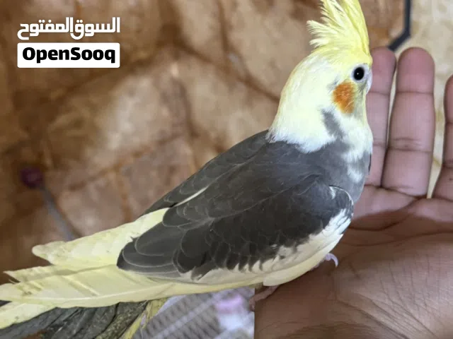 زوج كوكتيل