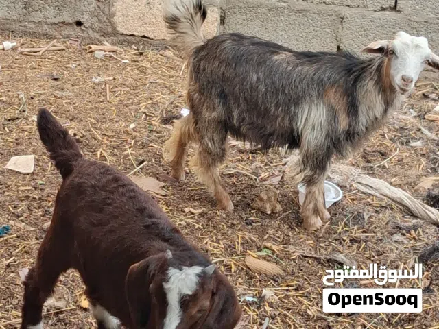 للبيع ذبايح تيس وصخله