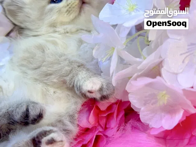 متوفرات عمر شهرين
