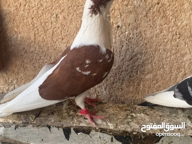 السلام عليكم حمام للبيع