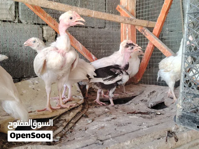 هرفيات عرب و ابو ركيبة
