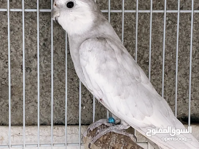 للبيع كوكتيل ذكر اميرالد