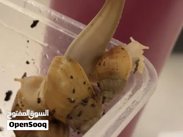 متوفر حلزونات 3 احجام