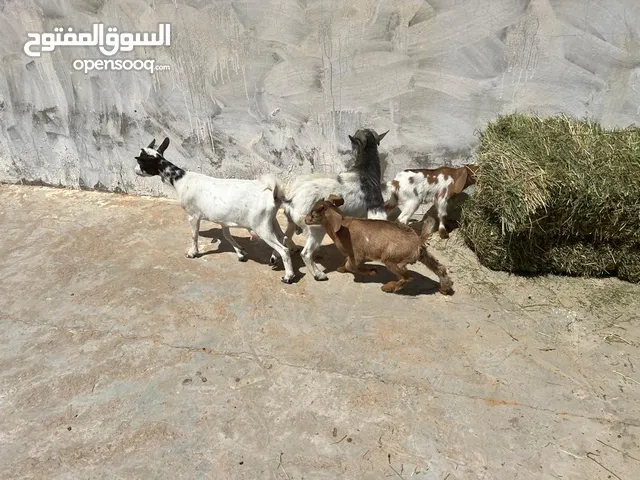 ماعز كردي جدي وعنز تحتها عناق وجدي
