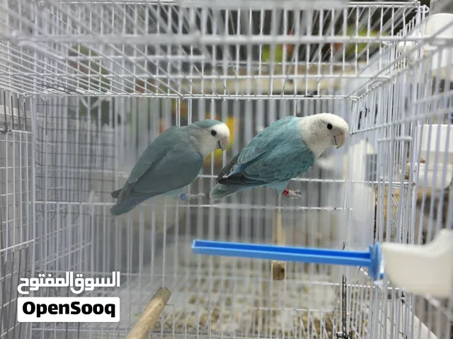 ازواج روز ما شاء الله