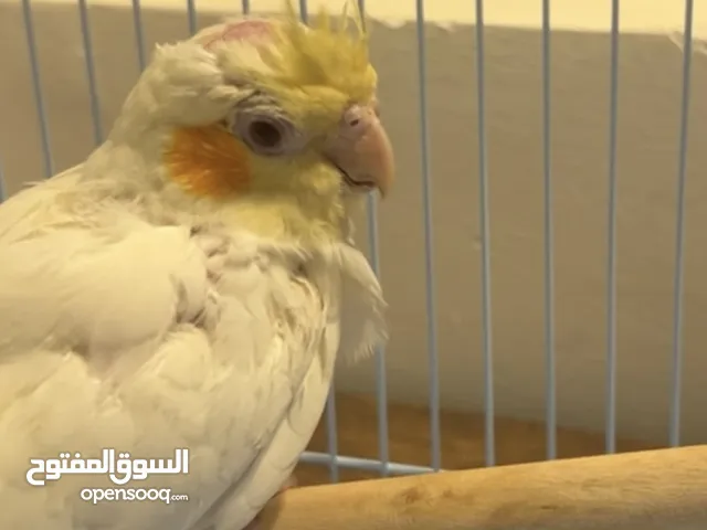 طير كروان لاتينو
