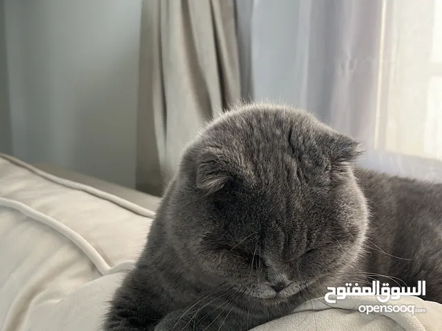 قطه سكوتش فولد
