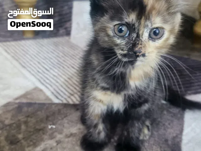 قطط صغار مع قطه ام