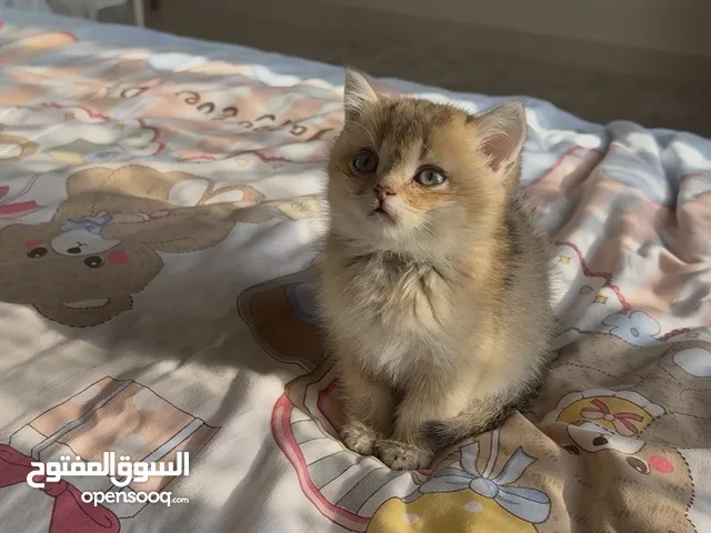 سكوتش ستريت