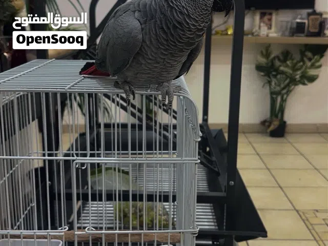 للبيع كاسكو
