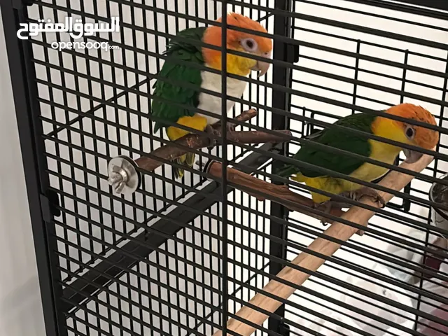 Caique كايكي