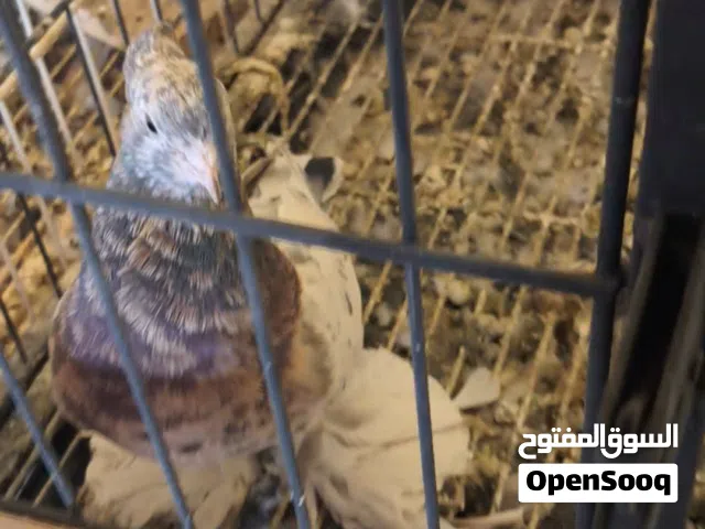 جمعه مباركه مزيد من العروض جوز اسباني مبروص ذكر بصمه انثي دبوس مولد