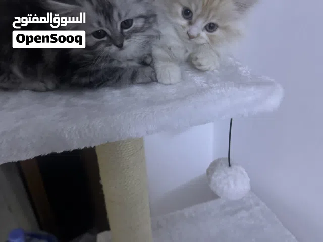 شيرازي لللبيع