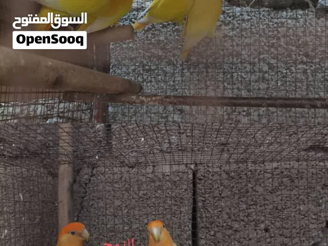 طيور أوبلين أورانج عيون حمر