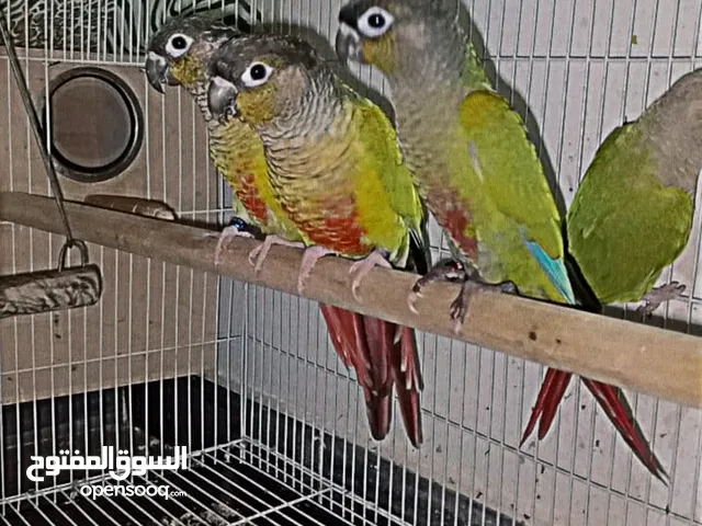 بغبغاء جرين شك كنيور