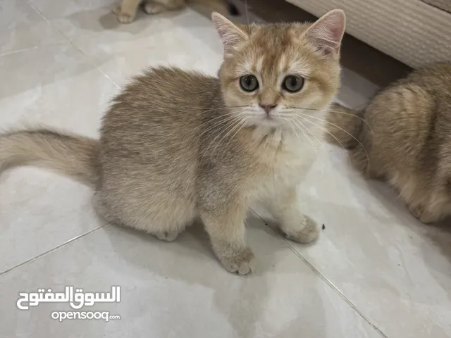 قطه سكوتش ستريت بيور